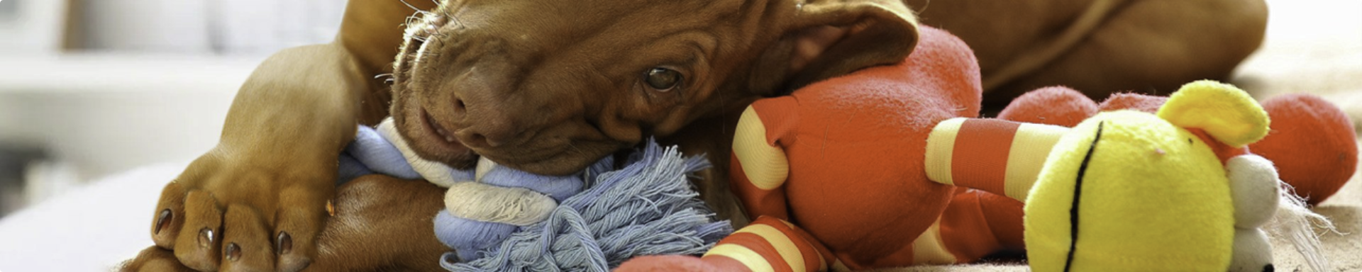 Animal Supplies & Pet Products | GarageAndFab.com | Munro Industries gf-100103051001